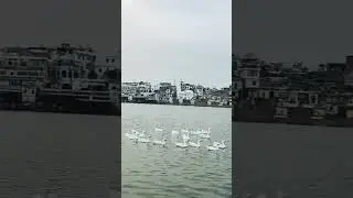 LAKE OF PUSHKAR #holi #pushkar #lake #sunset #views #likeandsubscribe #duck #beautiful #trending
