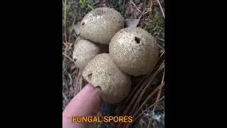 DIFFERENCE BETWEEN FUNGAL SPORES AND CONIDIA | #agrisau #fungi  #fungalbiology #mycology