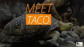 Meet Taco, the Blanding's Turtle at Isle a la Cache Museum