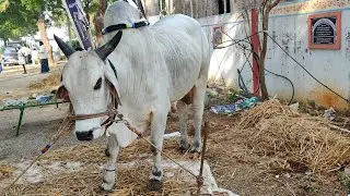 బట్ట రమేష్ గారు తెనాలి తెనాలి టౌన్ గుంటూరు జిల్లా వారి గిత్తలు