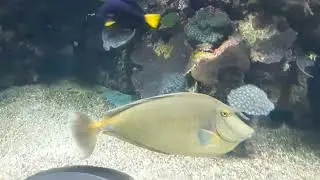 bluespine unicorn fish #aquaticlife #israel #fish