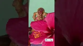 Mini vlogs //#shere #viral #support #village #youtube @Happywithsonu