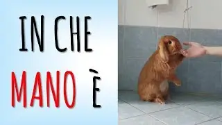 Insegnare 