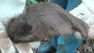 Catando Sementes e Mudas de Arvores na Floresta  17/12/2019