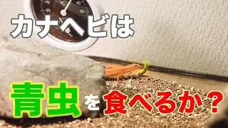 カナヘビは青虫を食べるのか？【餌】