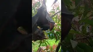 bat sleeping🥱🥱🥱🥱
