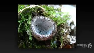 Stephanoma strigosum - fungi kingdom