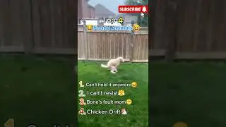 Top 4 Funniest Animals That Broke the Internet!