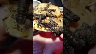 Black soldier fly winter breeding update 7