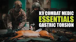 Руководство для профессионалов по основам боевого медицинского снаряжения K9 | Заворот желудка