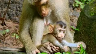 Baby monkey Rainbow runs around mum Libby while she is sleeping
