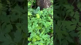 What do you call this in your area? #plantid #plantidentification #plants #vine #halamanan #vines