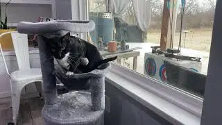 Lola the Fetching Cat is live! Waiting on the Snow