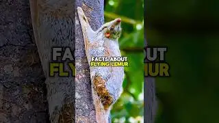Colugo (Flying Lemur) #shorts #short #shortvideo #subscribe #facts #wildlife #nature #animals