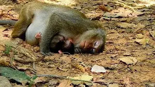 What happen problem Mom and Baby Dustin | Mom Diamond hug baby in chest so lovely.