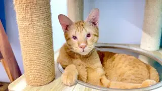 The cutest ginger cat Miracle is relaxing on the cat condo. It&rsquo;s a happy day Miracle eats dry food.