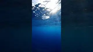 Magical transparent biological slap #ocean #animal #wildlife #cute #funny #foryou #nature