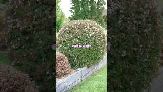 Карликовая абелия &mdash; идеальный выбор для цветущей живой изгороди🌳🌼🌳🌼🌳