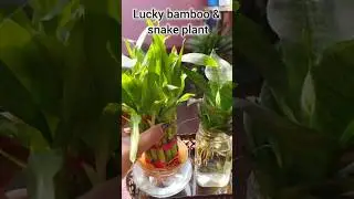 lucky bamboo & snake plant winter care tips#viralvideo #ytshorts #vlog #gardening #shortvideo