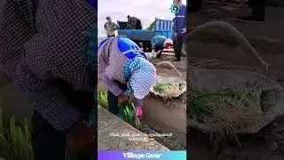 Oddly Satisfying Onion Planting! Synchronized Planting Squad GOALS! Farm ASMR? #satisfying #asmr