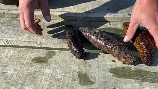 Charente-Maritime : des concombres de mer élevés dans les claires de l'Île d'Oléron