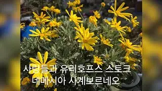 사랑초들 유리호프스 스토크 네메시아 핑크보라 찍어봅니다 
