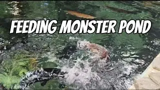 Feeding Monster Pond