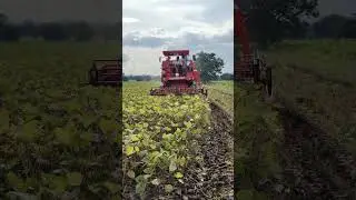 dashmesh 3100 mini combine harvester mung catai yogesh Ghogare #farmequipment #farmingmachinery