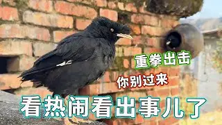 好家伙！就看个热闹看出事儿了，害得人家关系都紧张了！【天下一场梦】