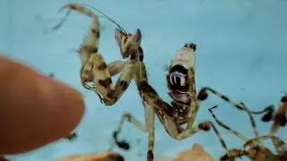 Dancing praying mantis (C. gemmatus) [Inferion7]