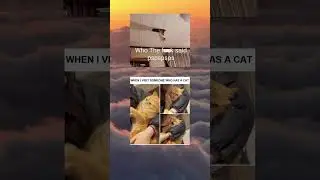 Hissterical Cat Memes: Makes Your Day Better #catmemes #shorts