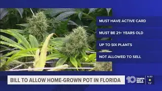 New Florida bill would let patients grow their own marijuana