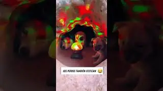 Посмотрите, как щенки развлекаются в своей пещере!