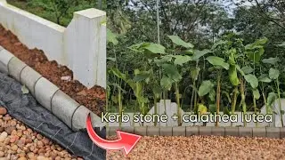 Calathea lutea + Kerb stone garden works