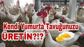 Kendi yumurta tavuğunuzu &uuml;retin?!? #yumurtatavuğu #ligorintavuğu