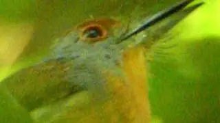 Rufous-capped Nunlet