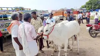 ఐజ సంతలో పాల పళ్ళ కోడెల వ్యాపారం ఎలా జరుగుతుంది చూద్దాం-ieeja bazar-ox market-बैल बाजार-ಎತ್ತುಗಳ ಸಂತೆ