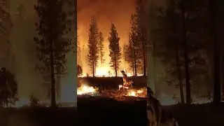 You've Never Seen Wildfire Control Like This!