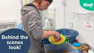 Behind the Scenes at a Humane Society Animal Shelter | Wag!