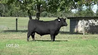 CBL 2020 Lot 33