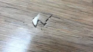 Tarkett A floor of termites - installed by Evorich Holding Pte Ltd in 2010