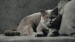 Top 6 Tallest Cat Breeds In The World | MystTops