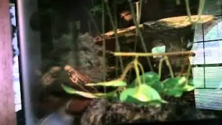 Kenji the Belize Slider swimming in his turtle tank
