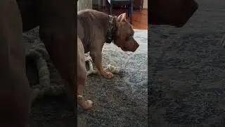 -1000 aura Just chasing the rope like rod☠️🥶🤣🤣#shorts #trending  #funny #dog #meme #viralvideo