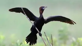 Phalacrocorax pygmaeus