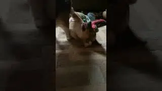 THEY STILL DO THIS SAME THING TODAY