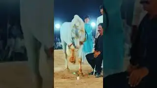 horse dance Pakistan