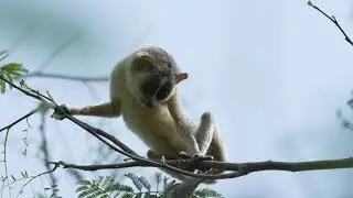 Grey Slender Loris | 4K | Sony | Alpha 1