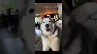 Huskies Having Husky Moments 🥰 P19