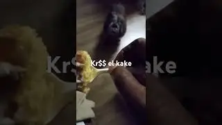 KaneNy kake